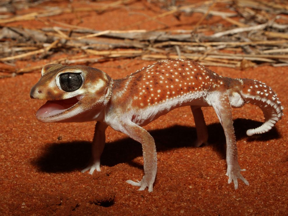 Photo: A knob-tailed gecko in a defensive position