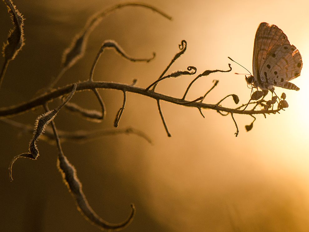 Picture of a butterfly on a branch at sunset 