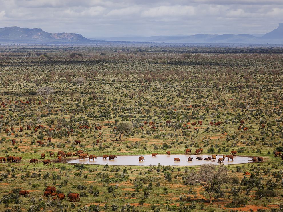 Picture of a herd of elephants in Kenya’s Tsavo East National Park
