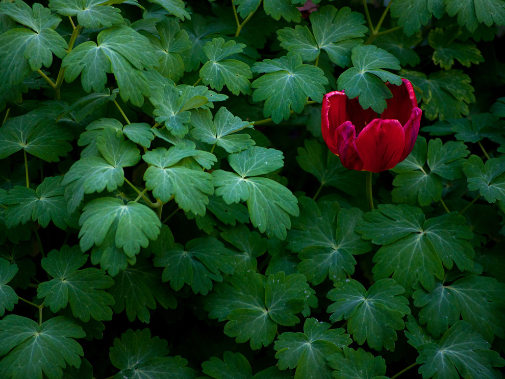 Picture of a tulip bloom among geranium leaves