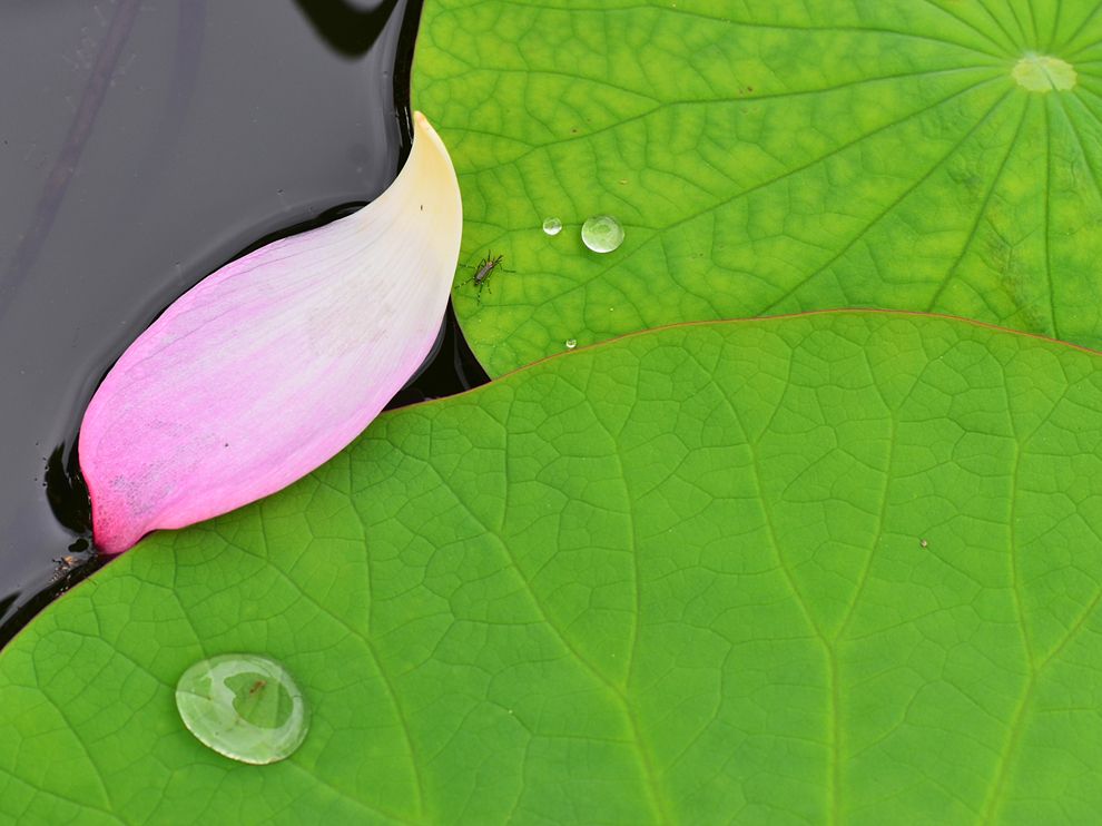Picture of a lotus leaf in a garden in Japan