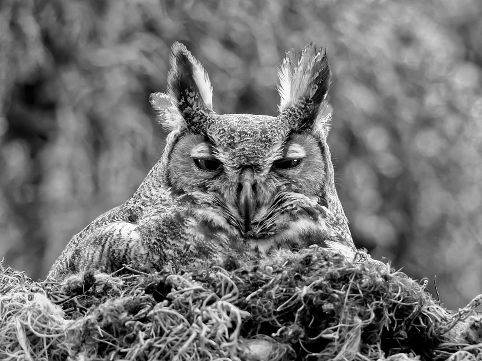 Picture of a great horned owl