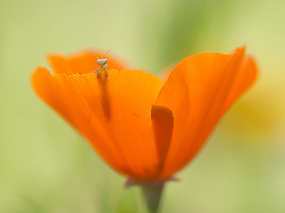 Picture of a mantis larva in a flower