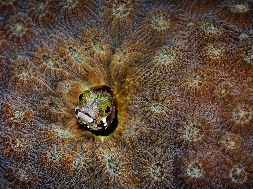Picture of a spiny-headed blenny