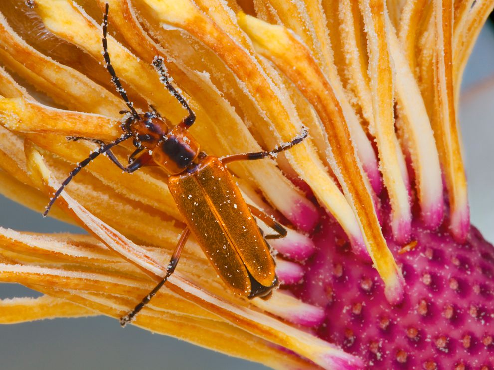 Picture of a soldier beetle at the National Arboretum