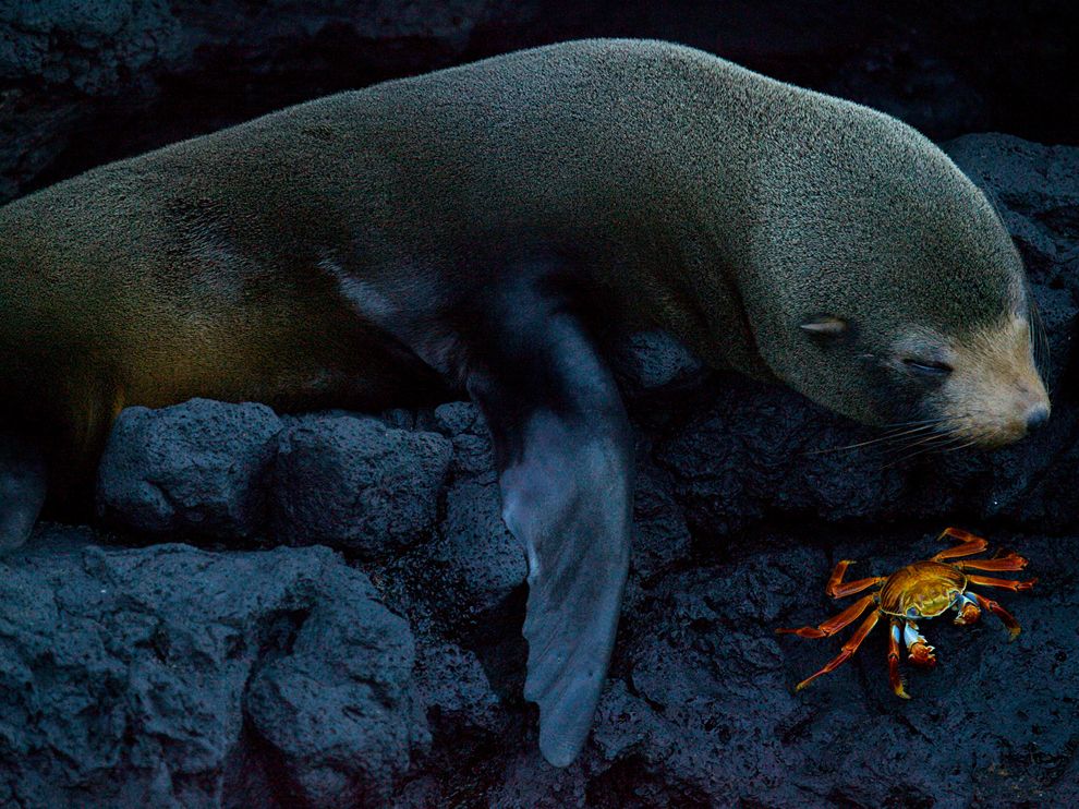 Picture of a fur seal and a Sally Lightfoot crab in the Galapagos