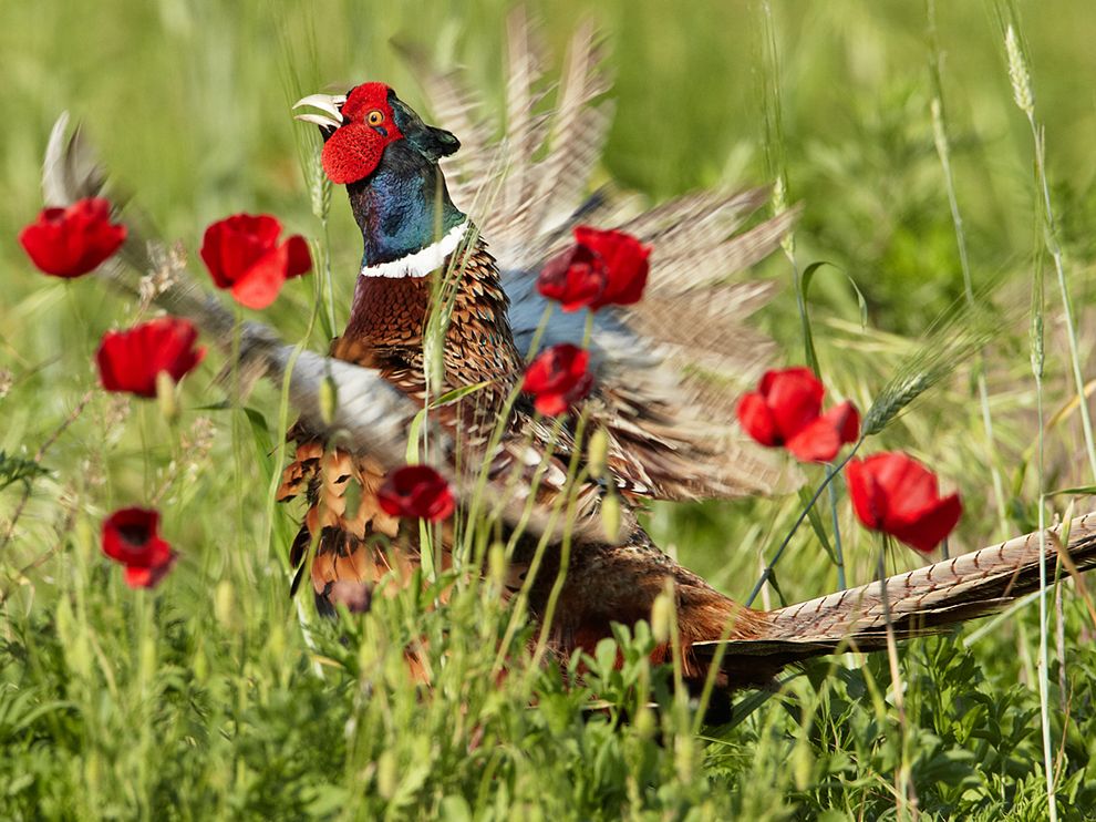 Picture of a pheasant in a field of poppies in Italy